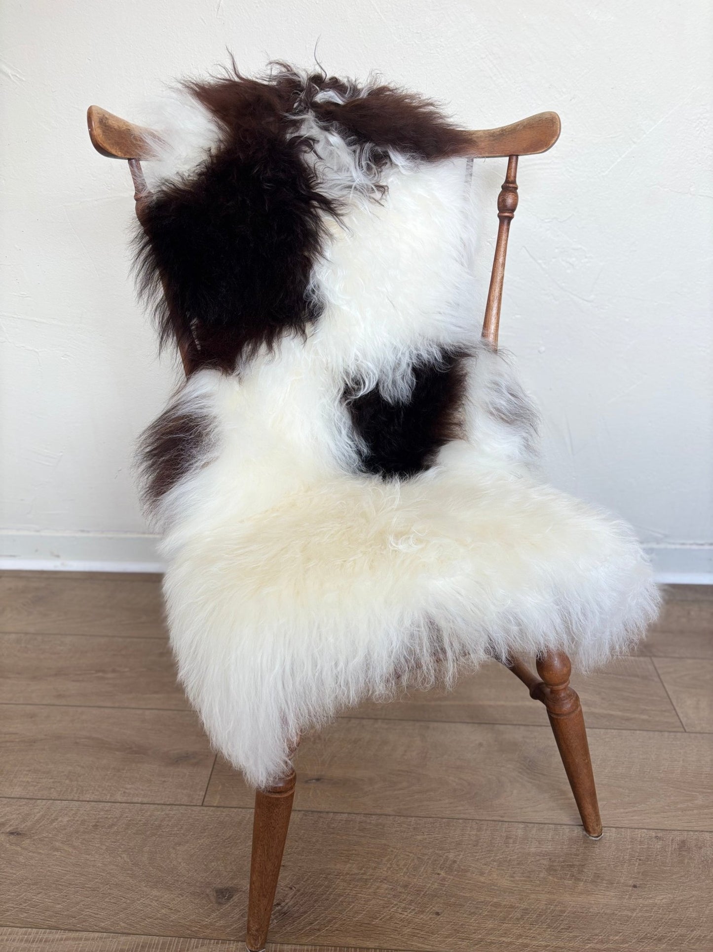 Himalayan Ivory & Dark Brown