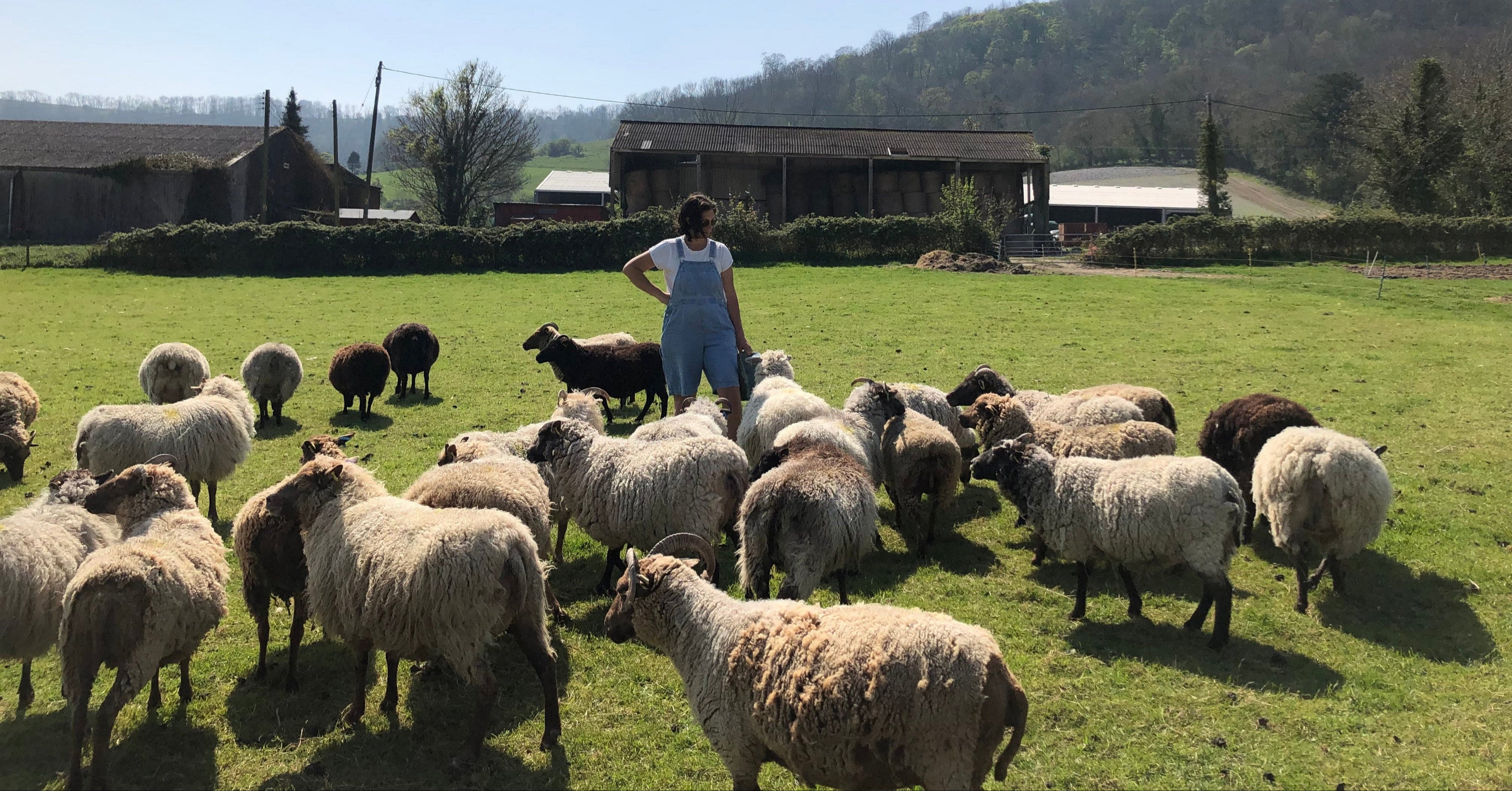 Person standing among a flock of sheep in a grassy field with a scenic background