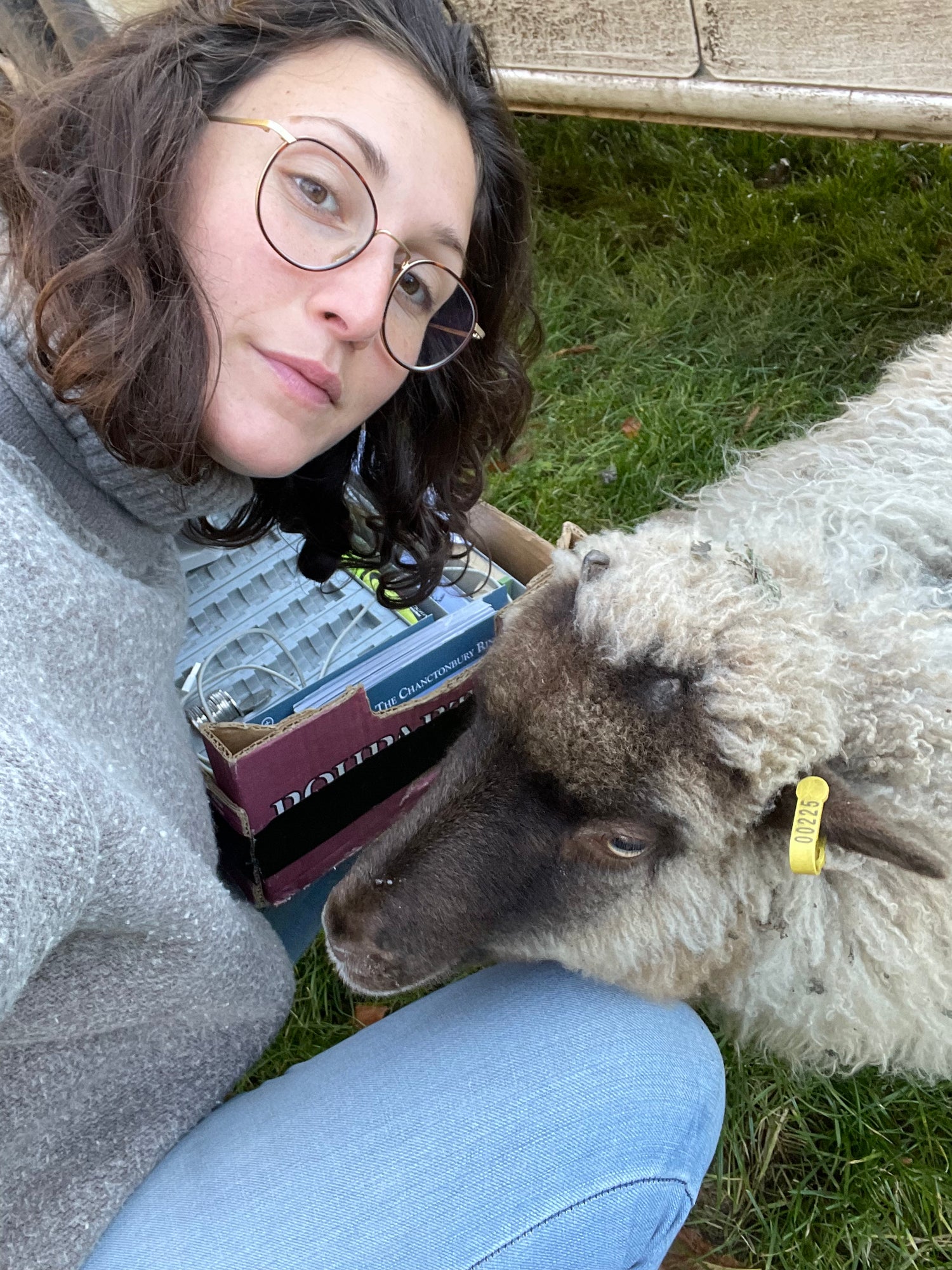 Person with a sheep on grass