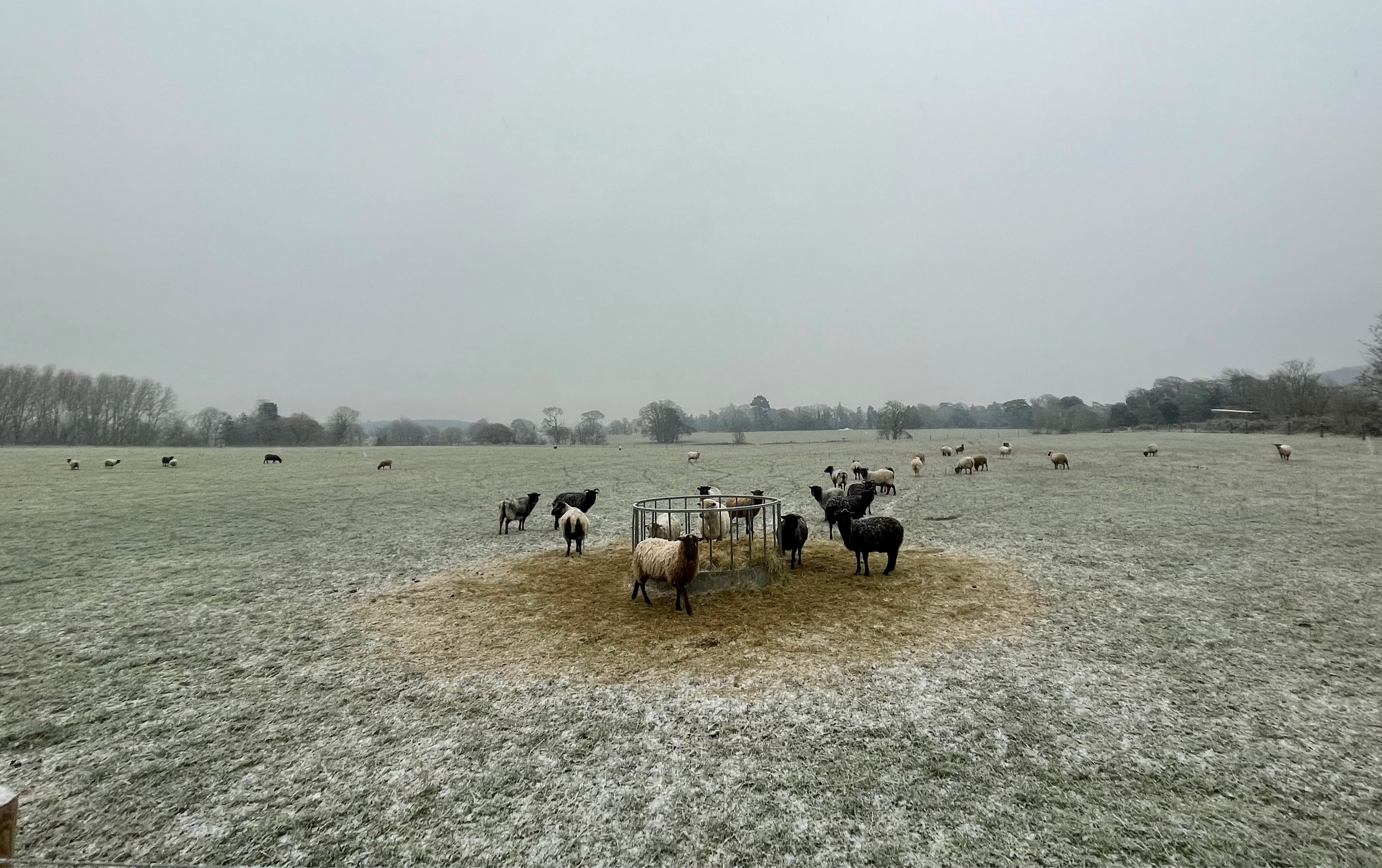 Sheep in snow