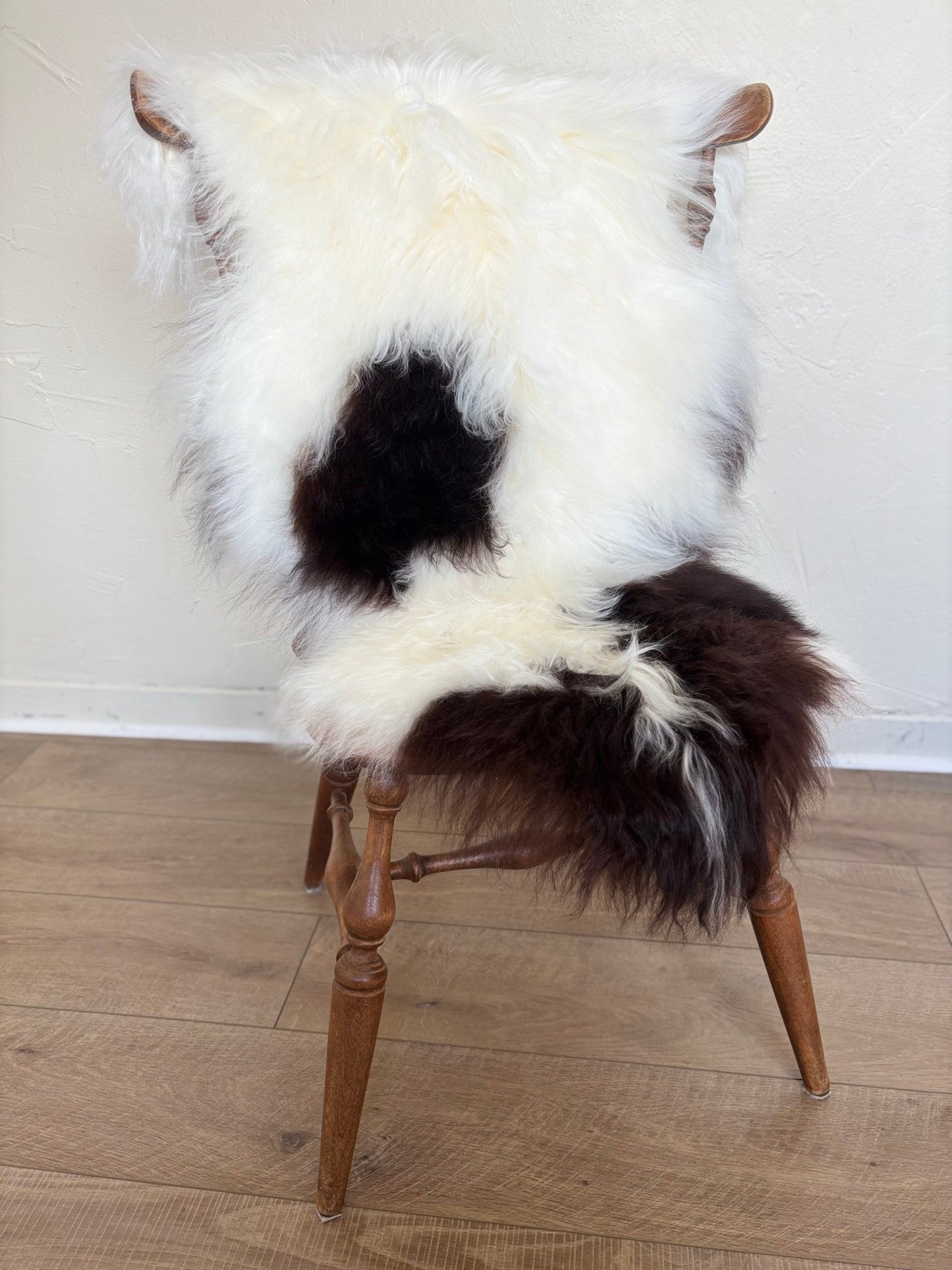 Himalayan Ivory & Dark Brown