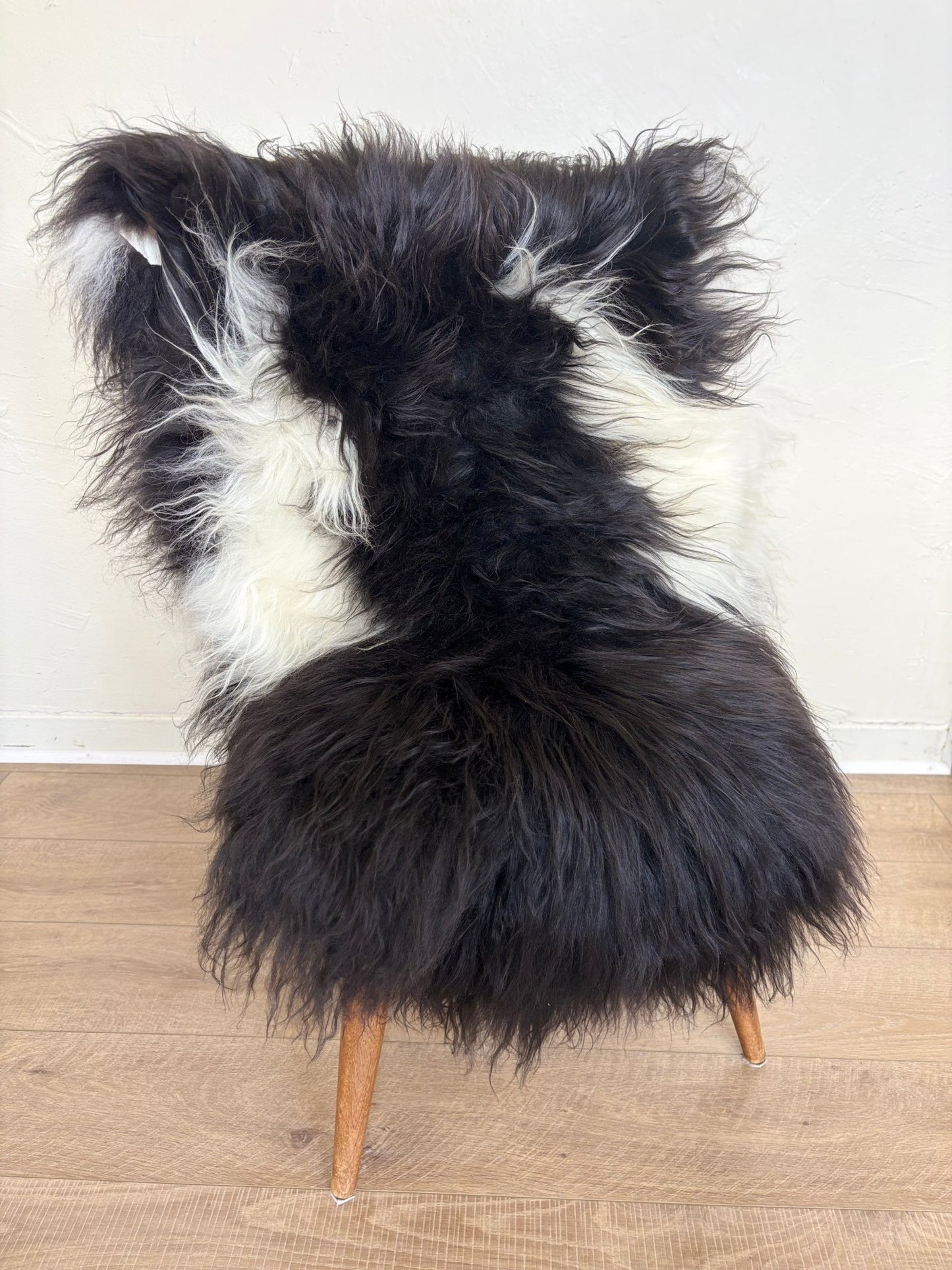 Icelandic Black & Ivory Spotted