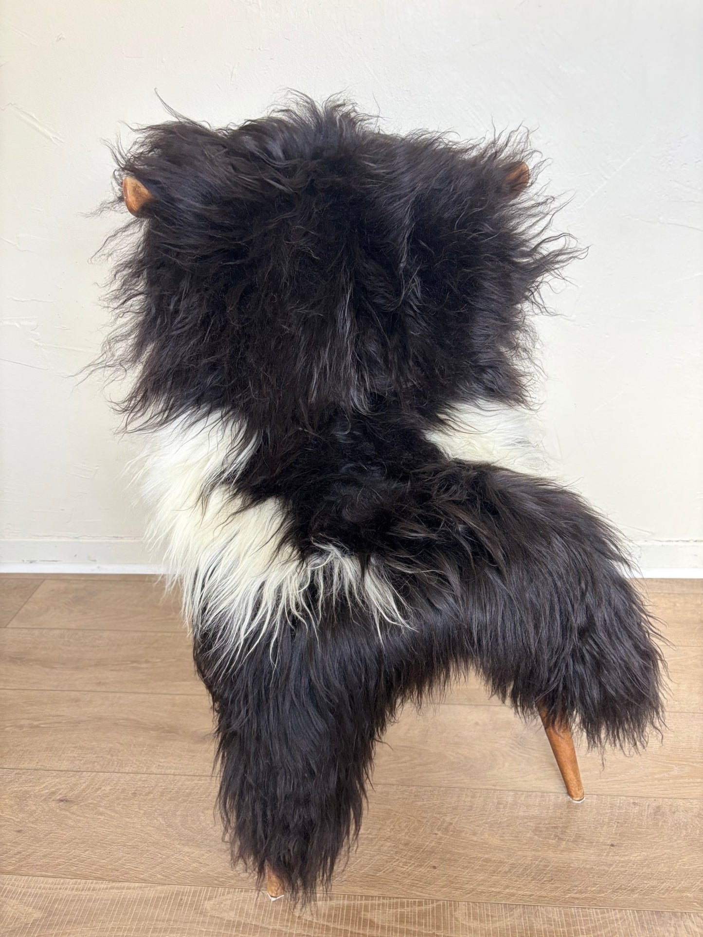 Icelandic Black & Ivory Spotted