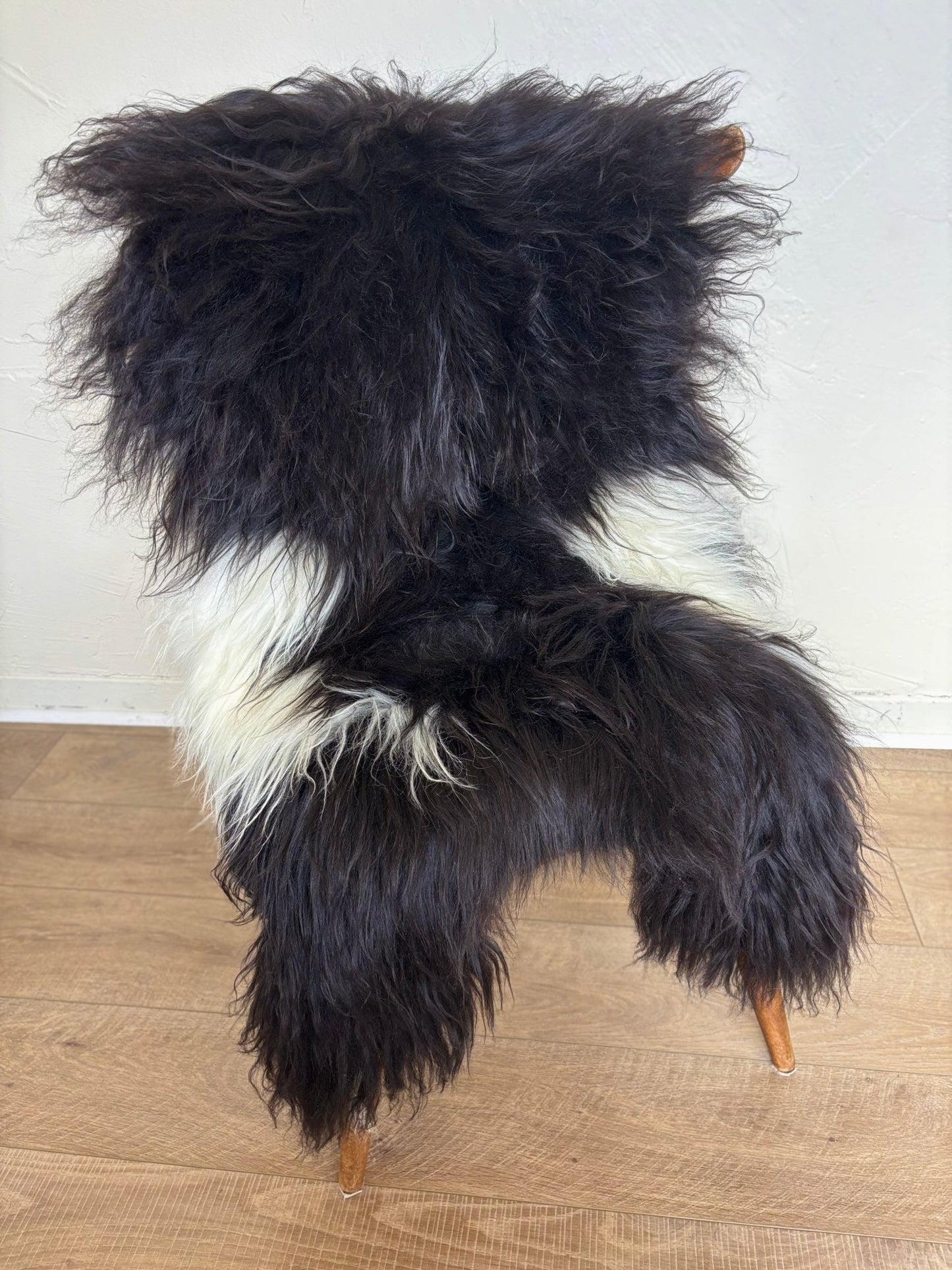 Icelandic Black & Ivory Spotted