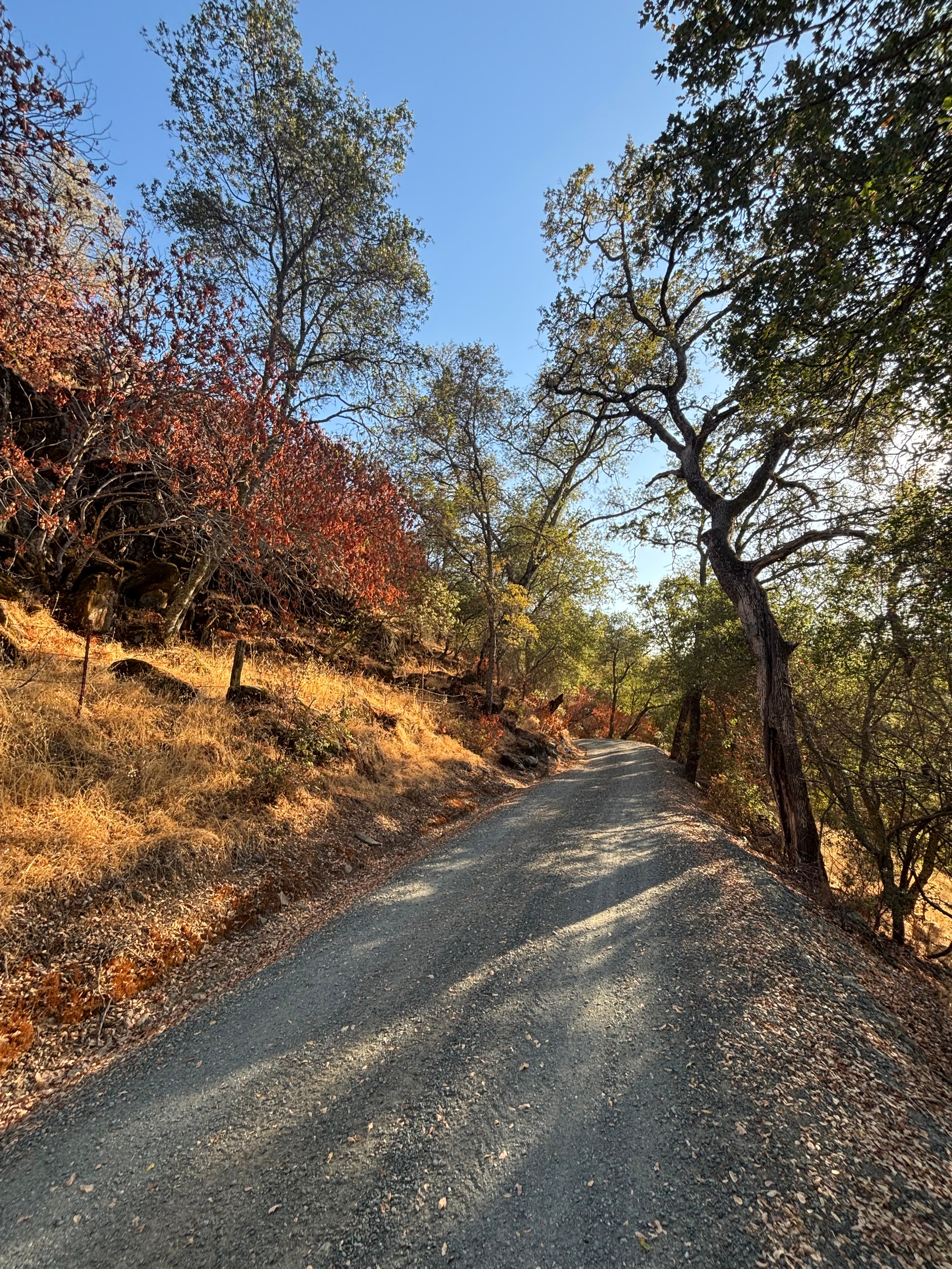 Winding dirt road through a forest with trees on both sides.