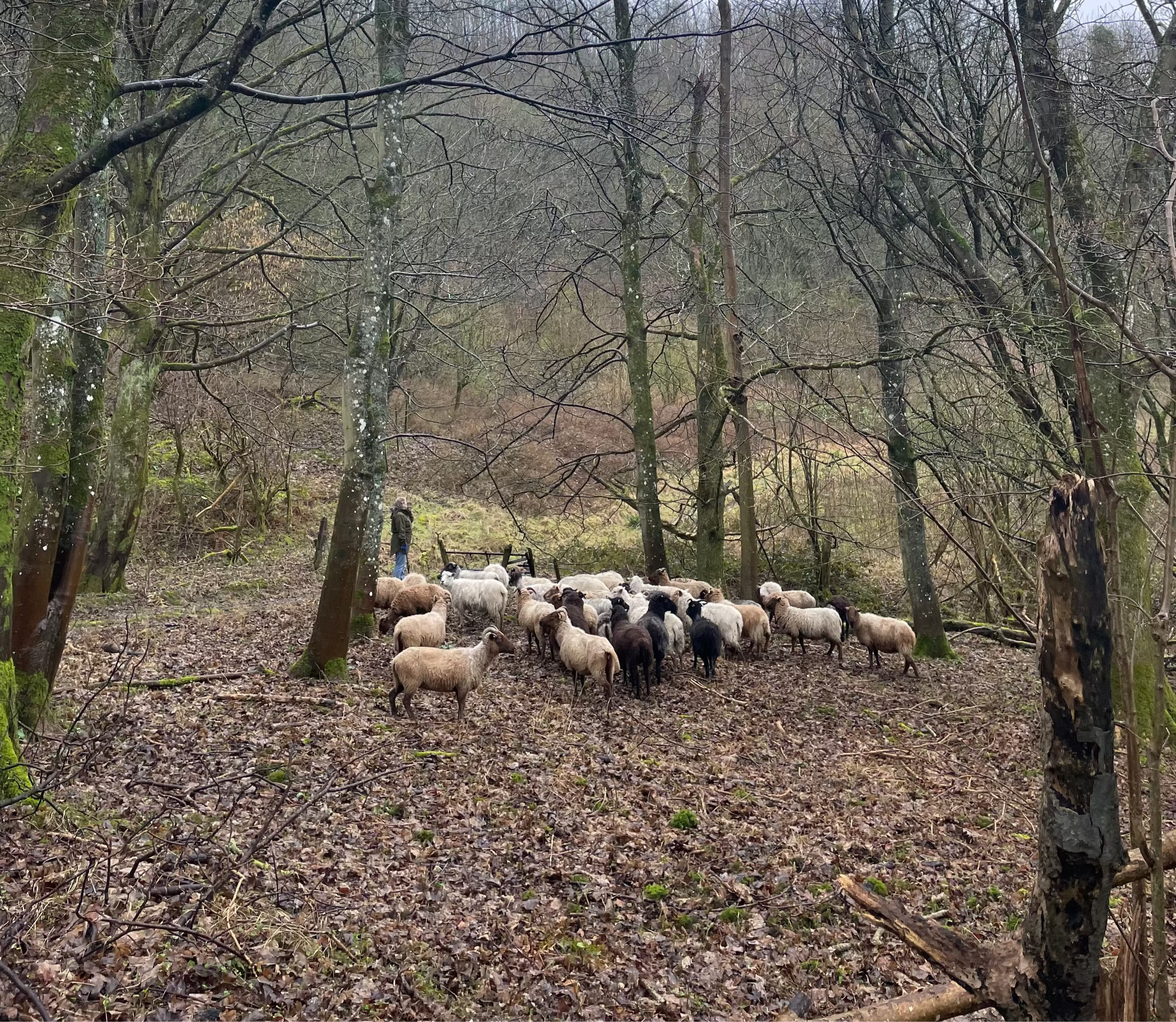 Sheep grazing in a forested area with bare trees and a misty background