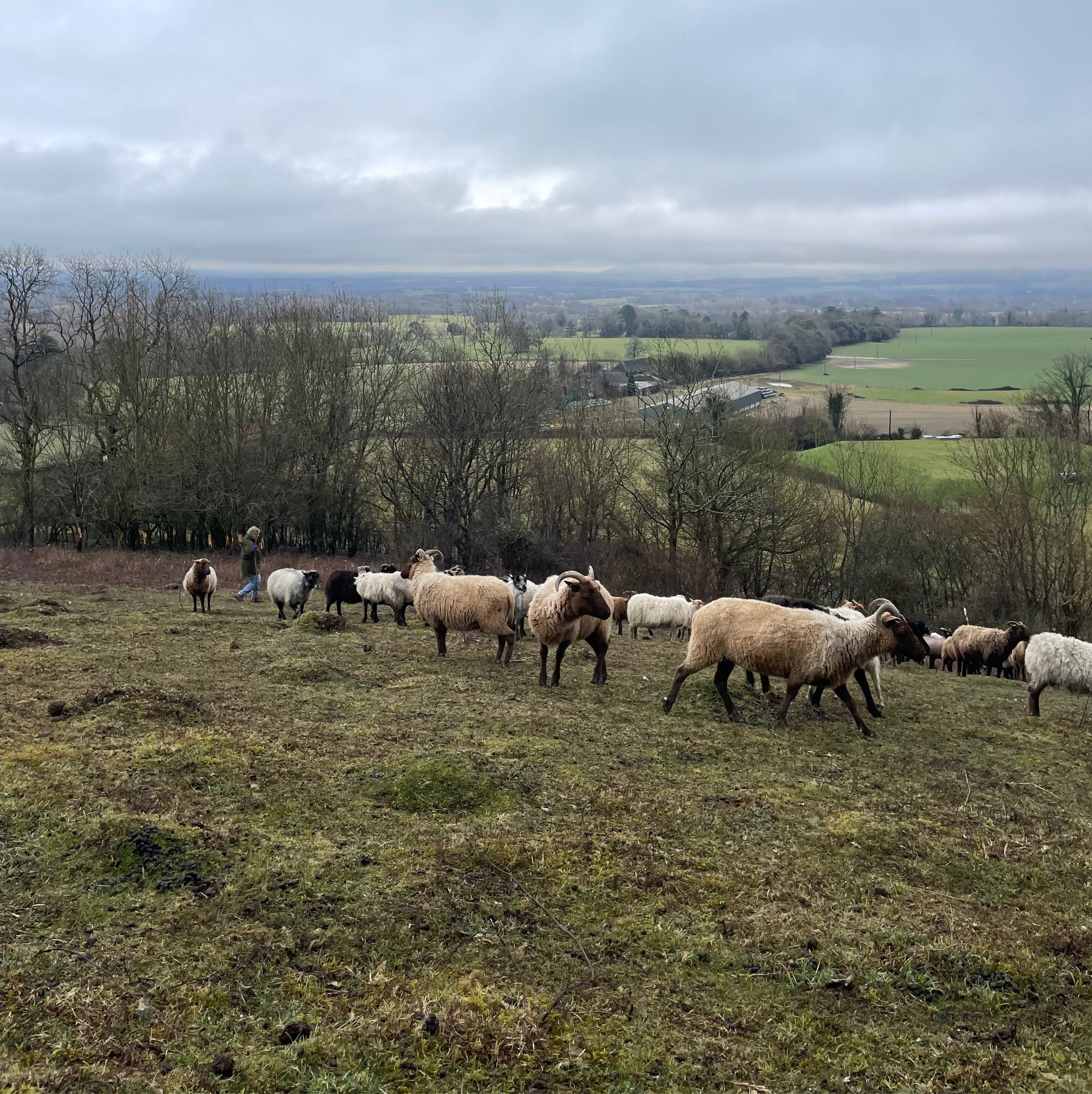 Sheep grazing in a field with a scenic view of trees and hills under a cloudy sky.